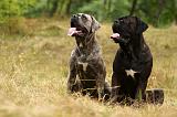 CANE CORSO 925
